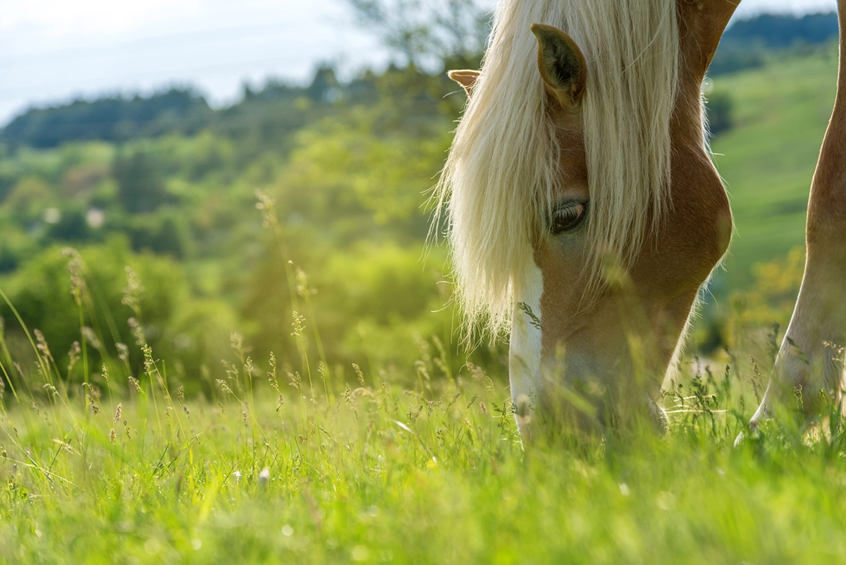 paard_hoofd.webp