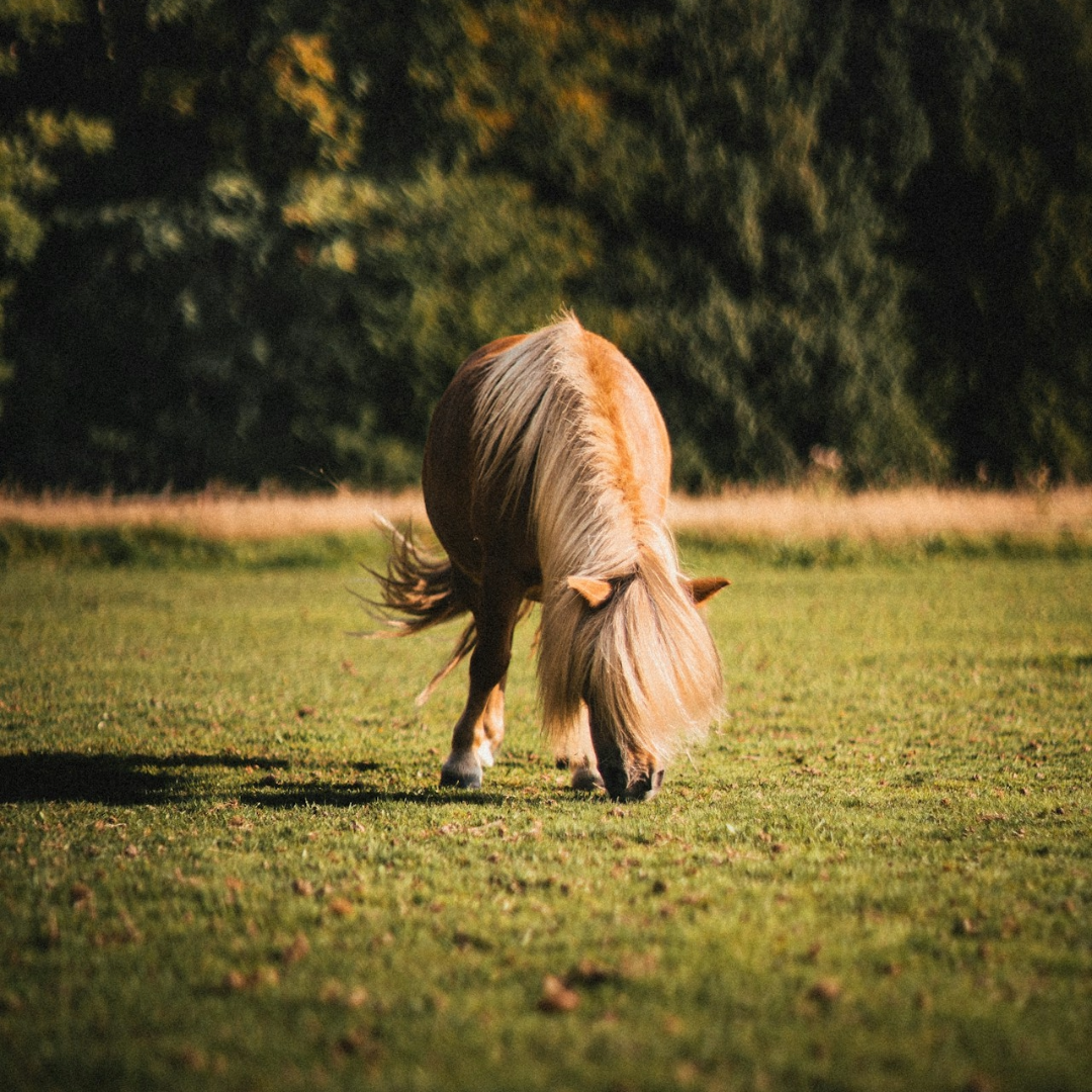 shetlandpony